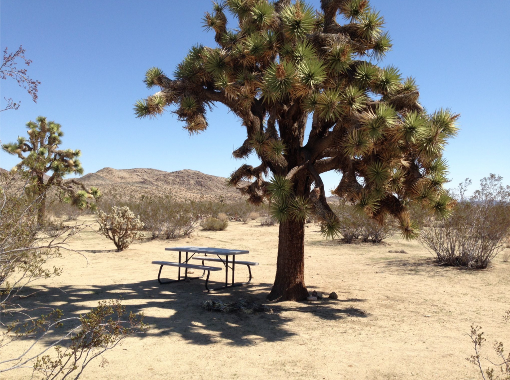 Joshua Tree RC 3