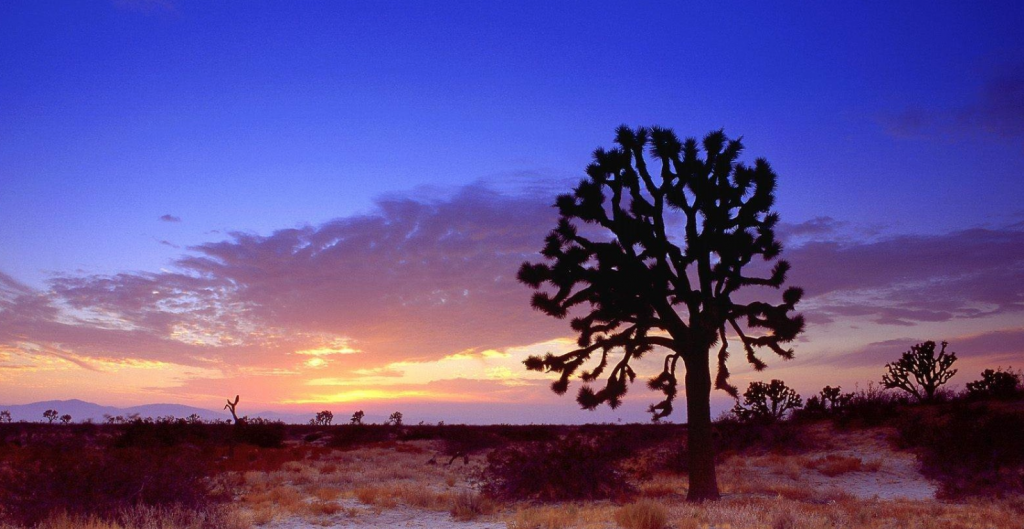 Joshua tree sunset