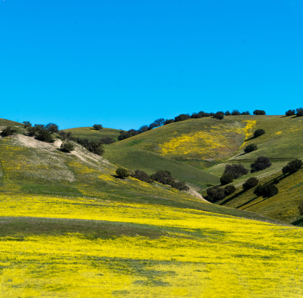 Central Valley Super Bloom, 2016 by Isaac Goff